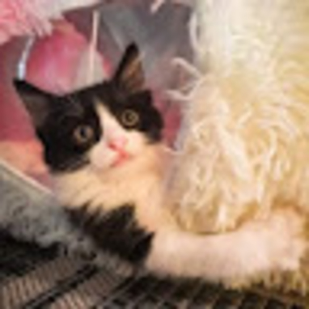 Meet your Posher, Stephanie